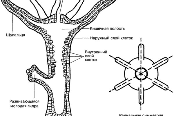 Кракен kr2web in сайт официальный