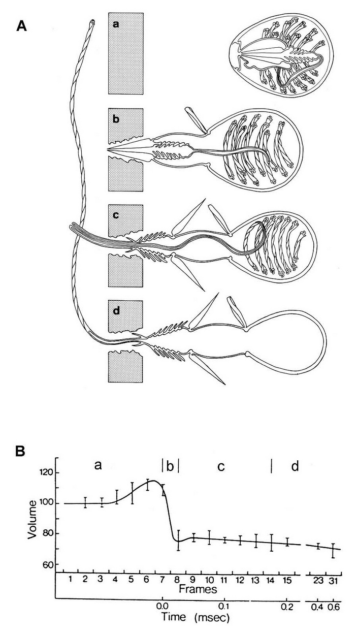 Kraken cc зеркало kr2web in